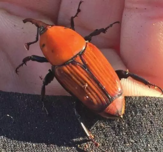 הדברת גוקים